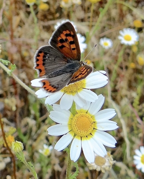 small copper